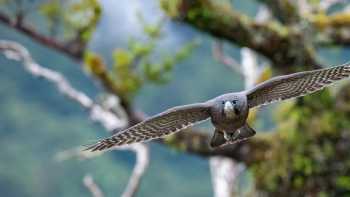A hawk takes flight in Fiordland