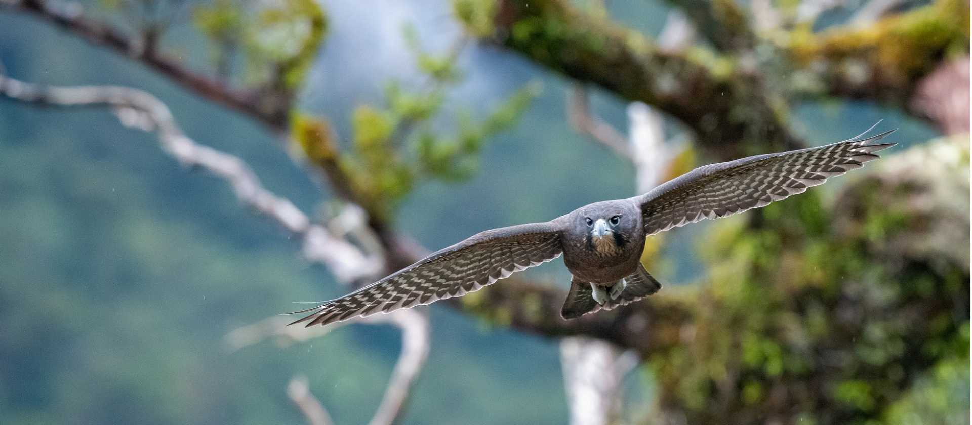 A hawk takes flight in Fiordland | Steve Bradley