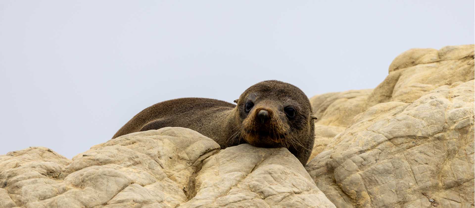 A New Zealand Fur Seal pup lays idly | T Henderson