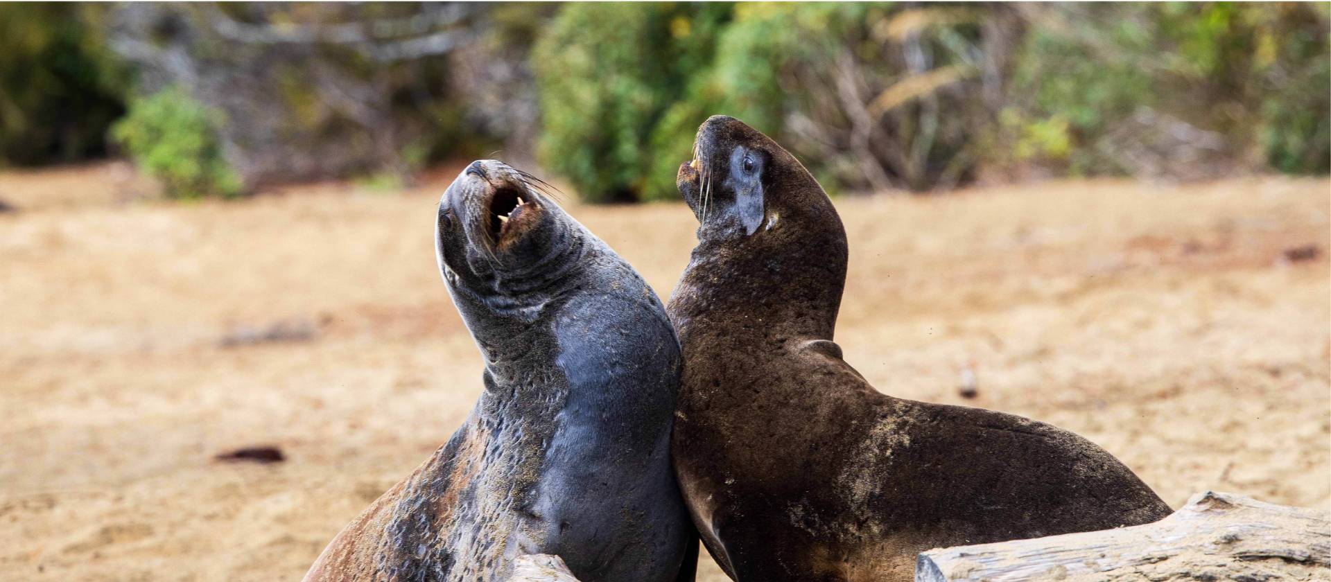 Sea Lions, Stewart Island | T Henderson