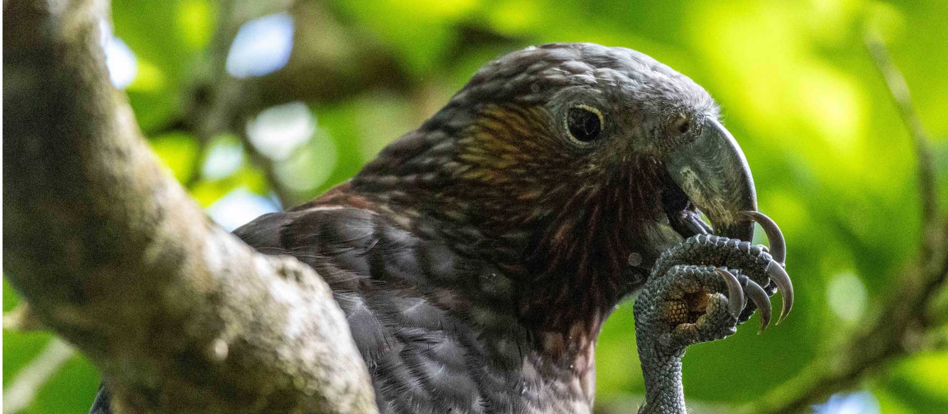 The Kaka bird | Cathy Finch