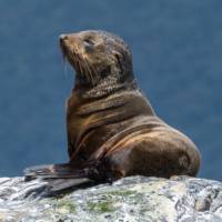 A young New Zealand Fur Seal |  <i>K Riedel</i>