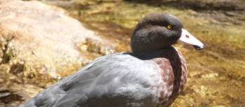 A rare blue duck stands defiant on the Old Ghost Road | Brent Fagan